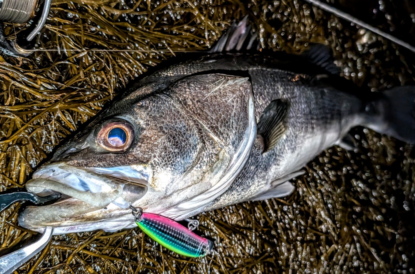 PXL_20260315_104945561~3_copy_1450x960