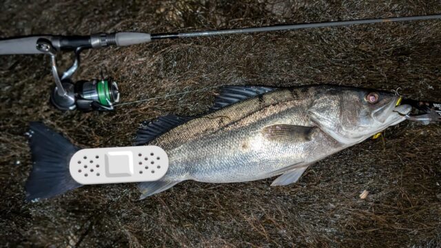 痛々しい画像だったので加工しました。