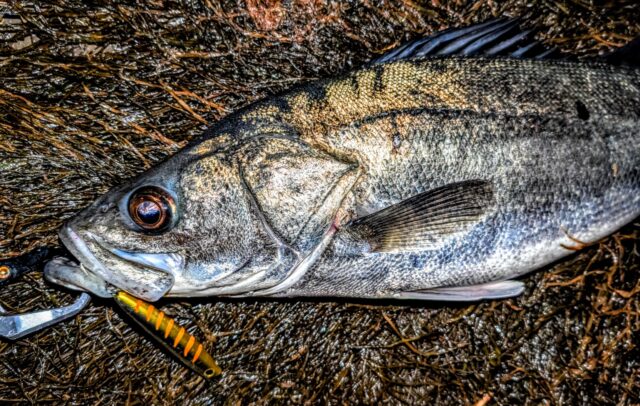 ヒットルアーは微波動系のミノープラグ