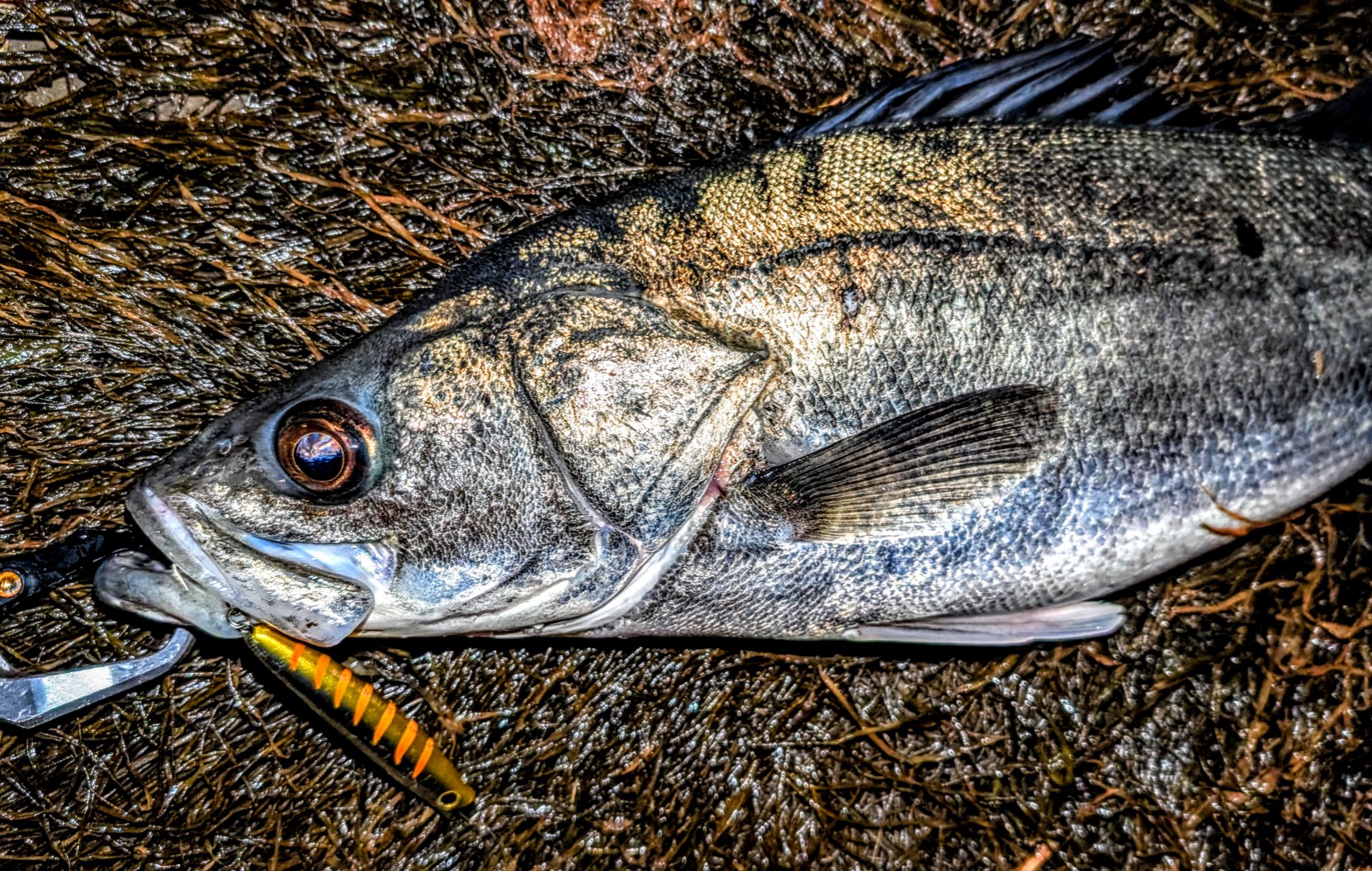 ヒットルアーは微波動系のミノープラグ