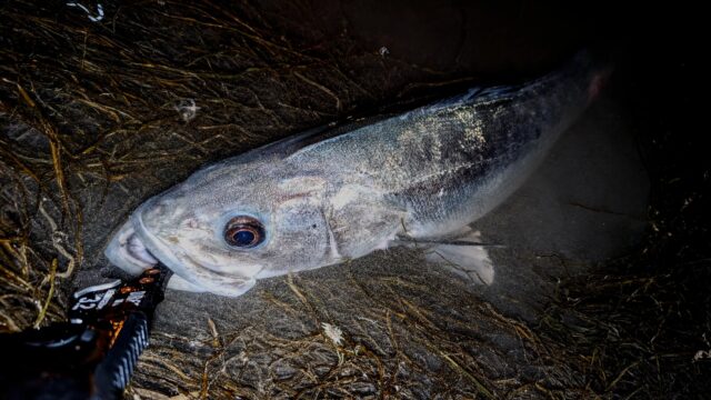 たっぷり時間をかけて回復させてからリリース!