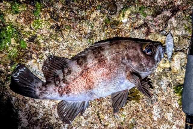 PXL_20260328_132244524~2_copy_1634x1090