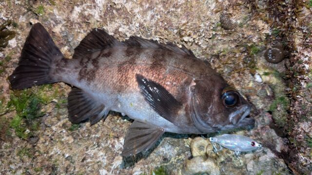 PXL_20260328_132307503_copy_2016x1134