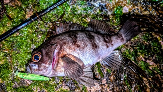 PXL_20260328_134206897~2_copy_1797x1018