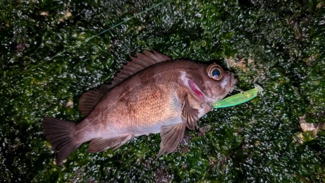 PXL_20260328_142335569_copy_2016x1134