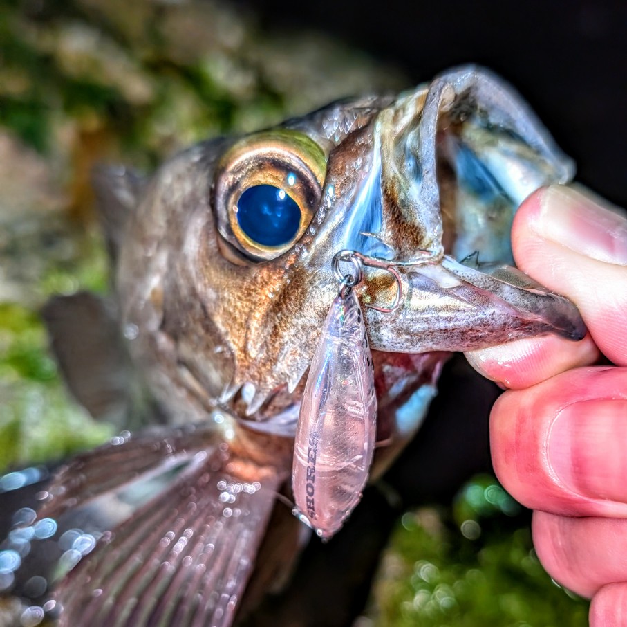 PXL_20260329_113055618~2_copy_907x906