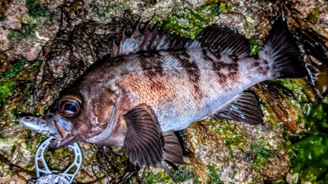 これは26㎝を優に超えている良型メバル♪最高!
