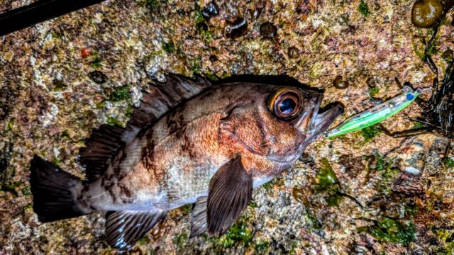 PXL_20260329_123813833~2_copy_1612x907