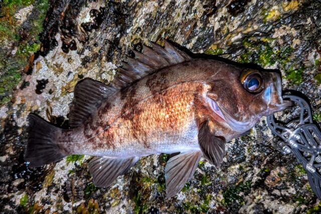 PXL_20260329_124829330~2_copy_1220x814