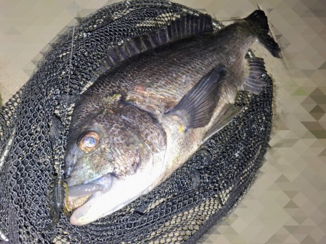 Point Blur_20260330_200439~2