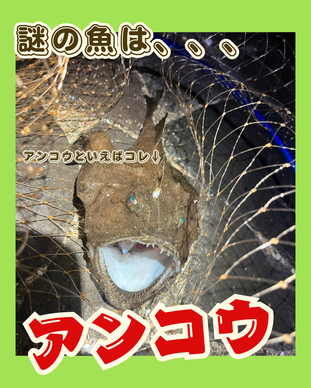 釣果情報のコピー