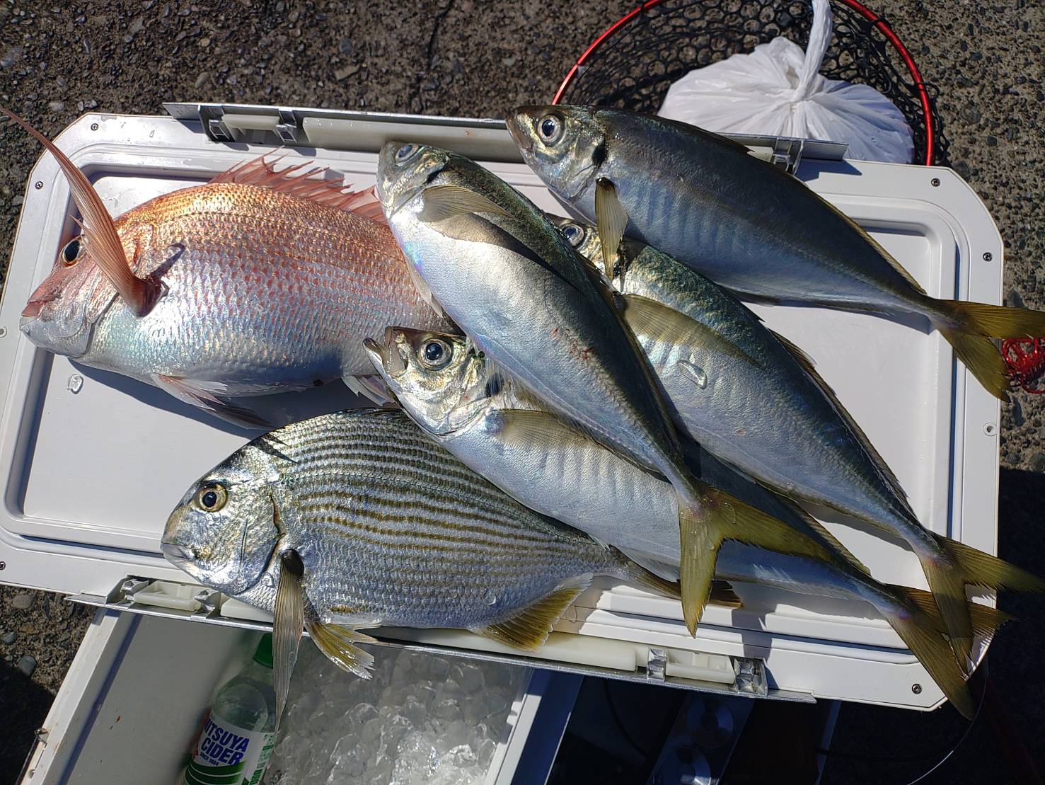 line_oa_chat_260309_123118