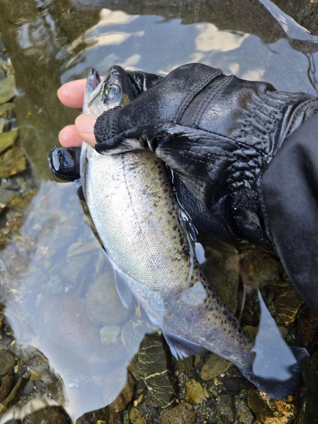 line_oa_chat_260313_111721