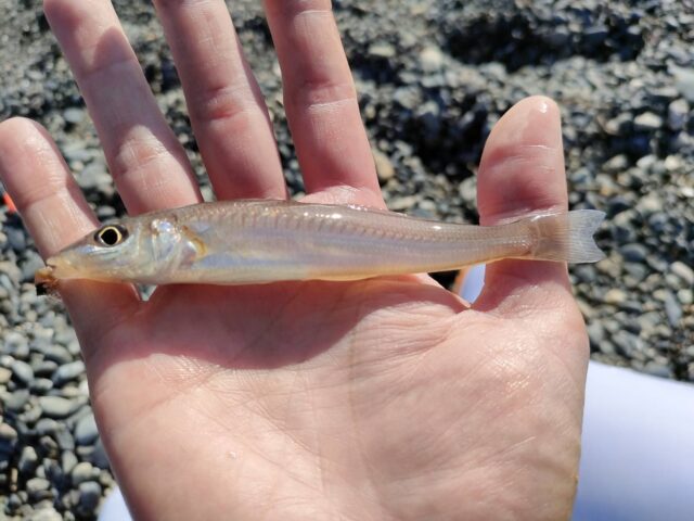 line_oa_chat_260320_102338