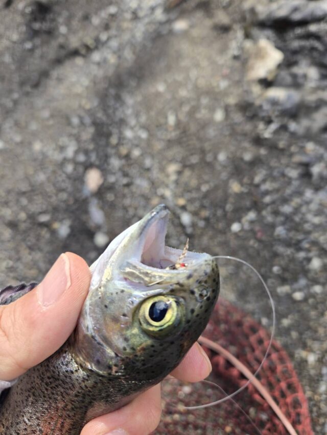 line_oa_chat_260324_100224