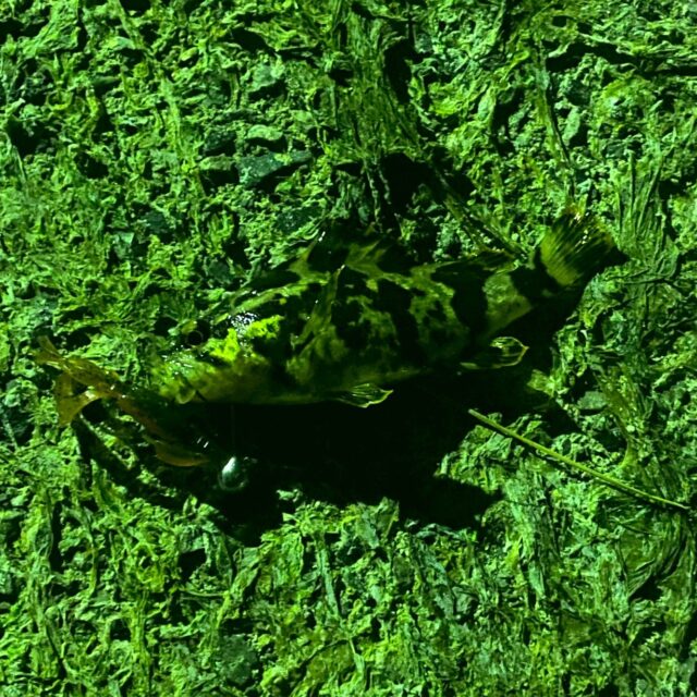 line_oa_chat_260327_103416