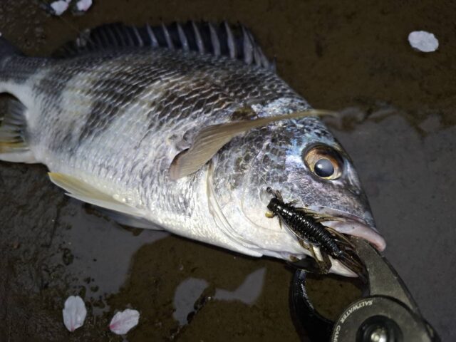 B2zJhCcJ8SbBBvdT1eClviL6fbg_jkO_PeTlzNAhEO1-bmMrSjZMJiPPZSugDGxyoVPpcfzZHYYIllYTNFTtp0ojT7_kUsyXGx8ntlKpA9O9EN0Z1HxGfnYVY37LIKNe6jNu5bRgUMkvYKl3YQCxcw==