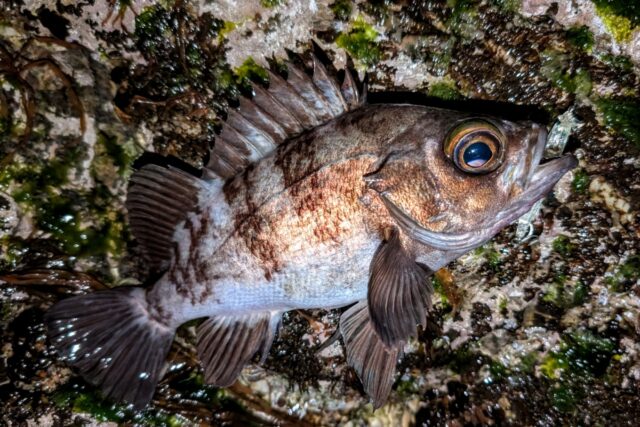 適水温になりパワー満タンの26㎝オーバー🎶