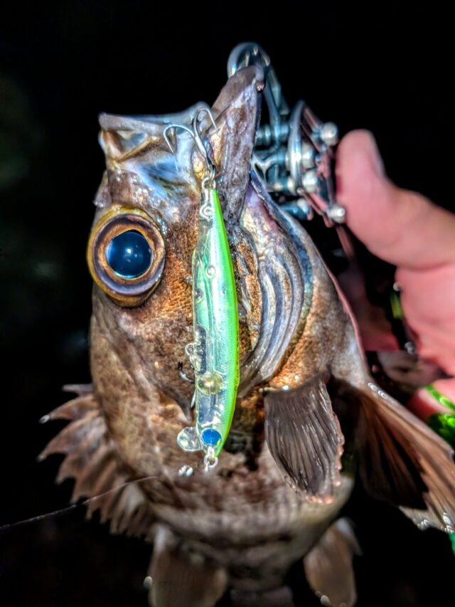 これも26㎝クラス♪堪りませんねぇ~🎶