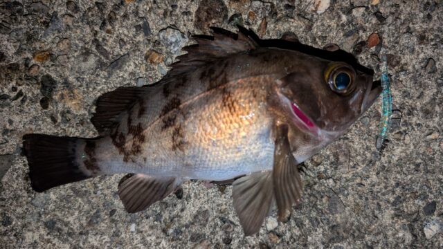 24㎝クラスのメバルがヒット!