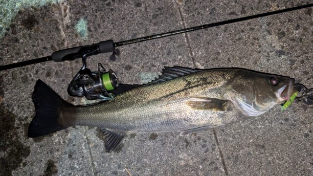 65㎝オーバーのグッドコンディション!