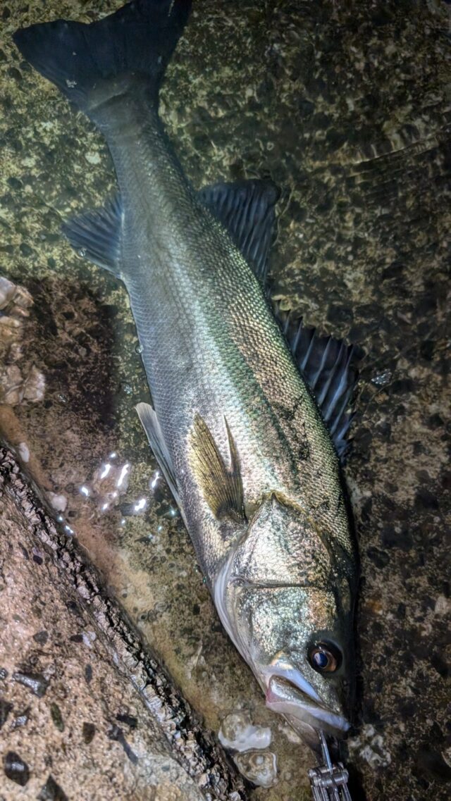 PXL_20260405_112546963_copy_907x1612