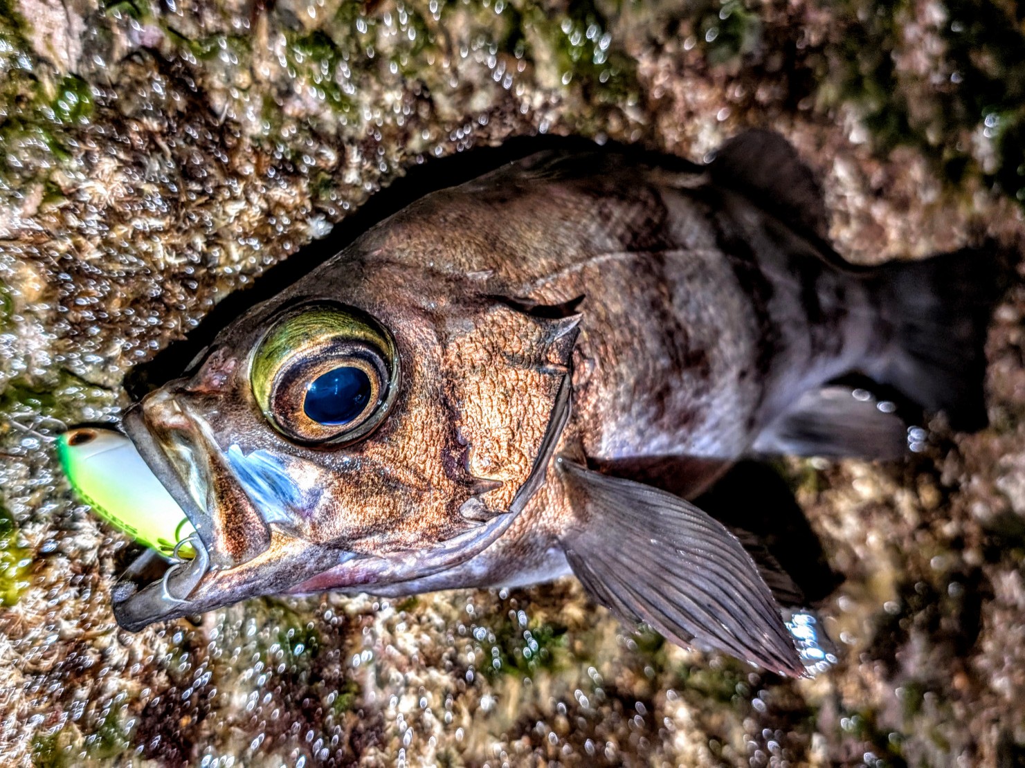 PXL_20260412_123104143~2_copy_1481x1110