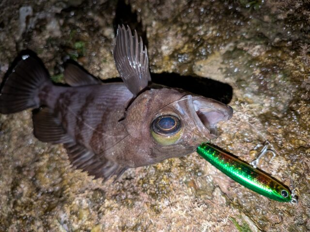 PXL_20260413_140356683.MACRO_FOCUS