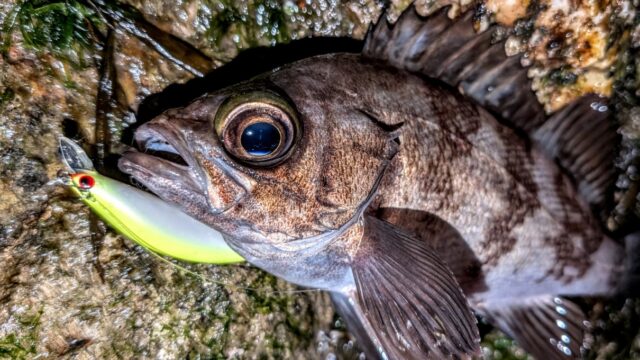 幸先よく24㎝クラスのメバルがヒット!