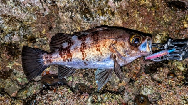 メバルを誘い出すパワーは秀逸なパンチラインにて♪