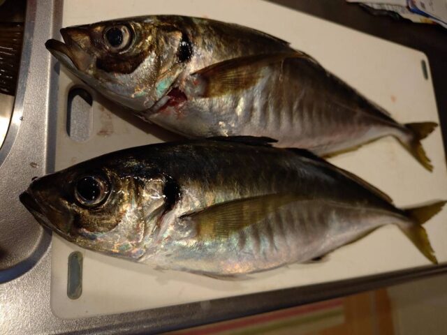 line_oa_chat_260408_130236