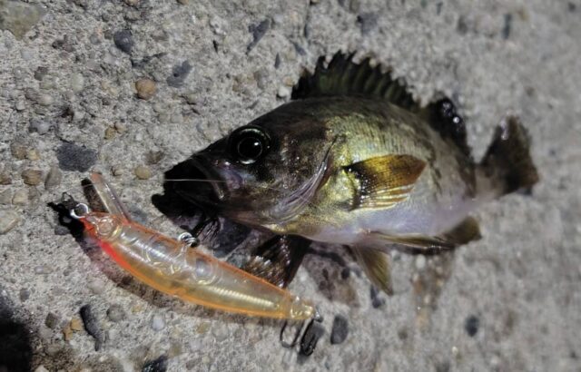 line_oa_chat_260408_165616